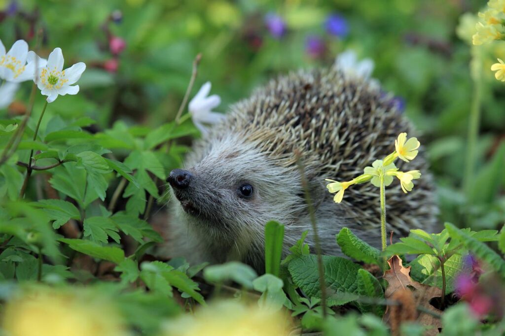 hedgehog, animal, plants-548335.jpg